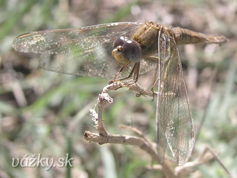 Crocothemis erythraea