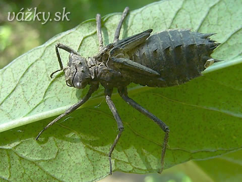 Epitheca bimaculata