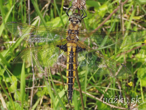 Epitheca bimaculata