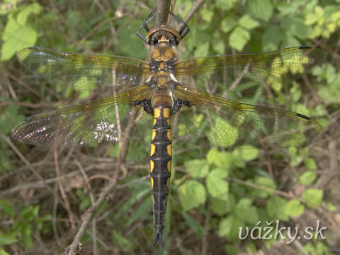 Epitheca bimaculata