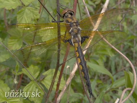 Epitheca bimaculata