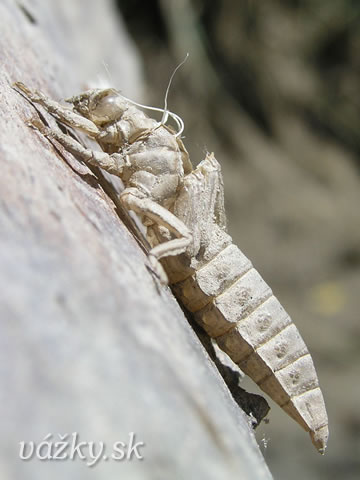 Gomphus flavipes