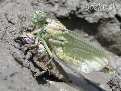 Gomphus flavipes