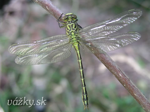 Gomphus flavipes