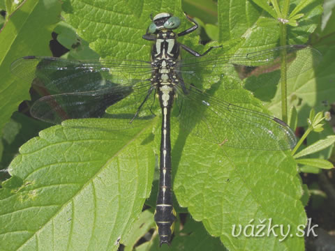 Gomphus vulgatissimus