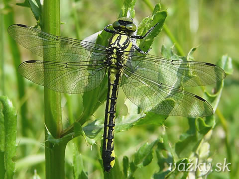 Gomphus vulgatissimus