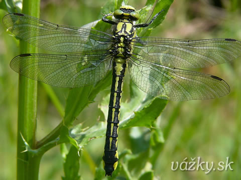 Gomphus vulgatissimus