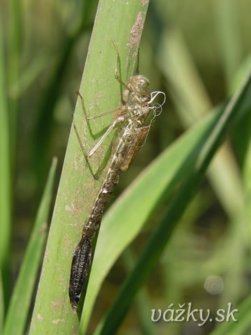 Lestes dryas