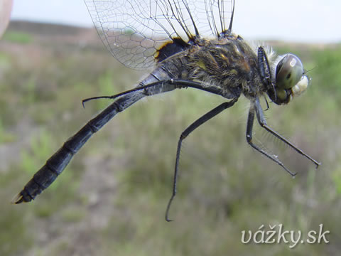 Leucorrhinia albifrons