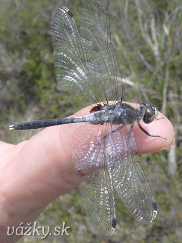 Leucorrhinia albifrons