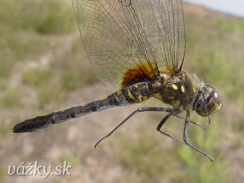 Leucorrhinia albifrons