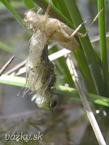 Leucorrhinia dubia