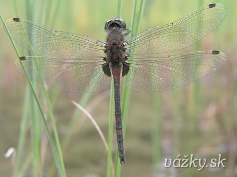 Leucorrhinia dubia