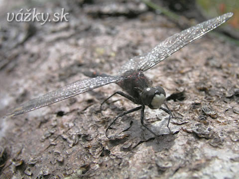 Leucorrhinia dubia