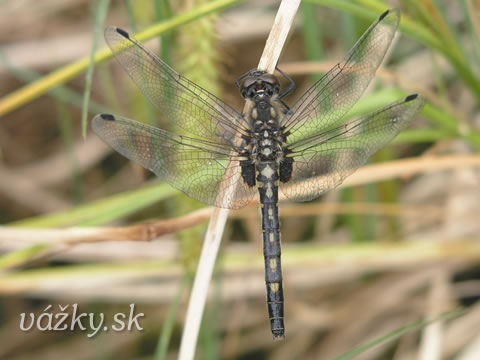 Leucorrhinia dubia