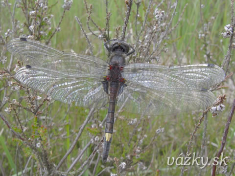 Leucorrhinia pectoralis