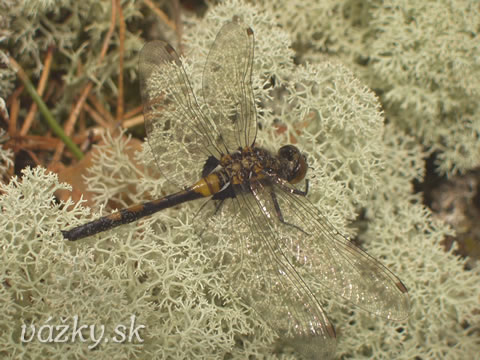 Leucorrhinia rubicunda