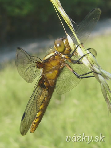 Libellula depressa