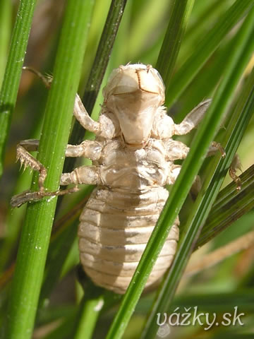 Libellula depressa