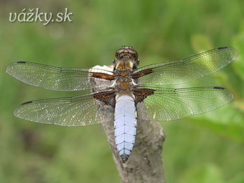 Libellula depressa