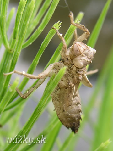 Libellula fulva