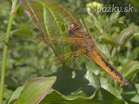 Libellula fulva