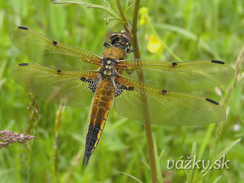 Libellula quadrimaculata