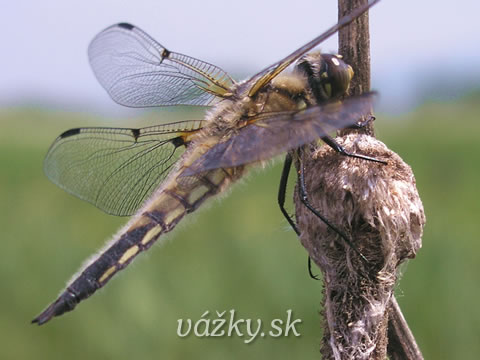 Libellula quadrimaculata