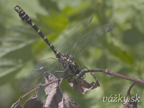 Onychogomphus forcipatus