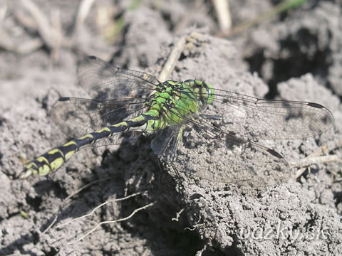 Ophiogomphus cecilia