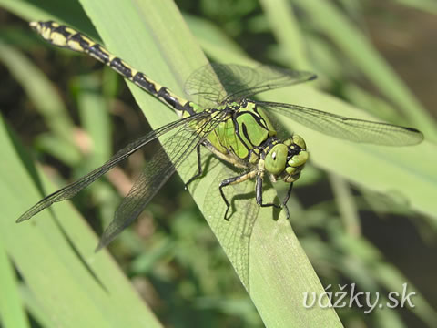 Ophiogomphus cecilia