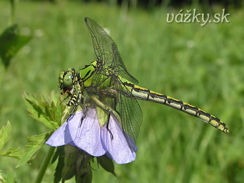 Ophiogomphus cecilia