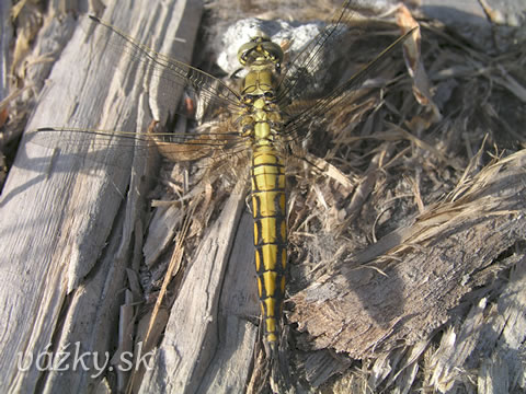 Orthetrum cancellatum