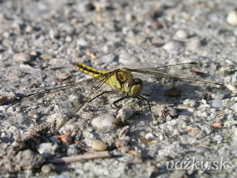 Orthetrum cancellatum