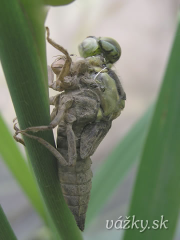 Orthetrum cancellatum