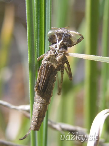 Pyrrhosoma nymphula