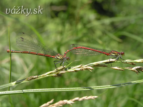 Pyrrhosoma nymphula