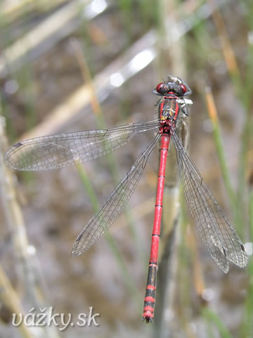 Pyrrhosoma nymphula