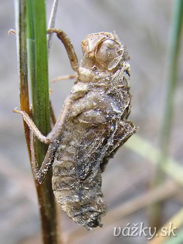 Somatochlora alpestris