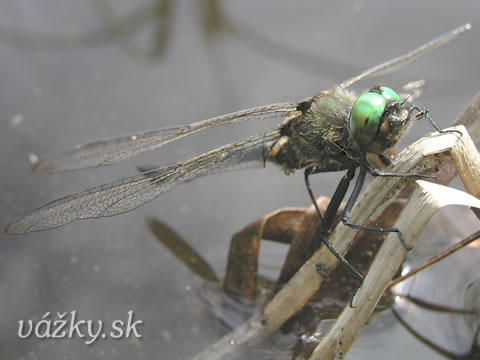 Somatochlora alpestris