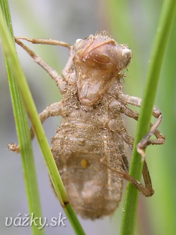 Somatochlora arctica