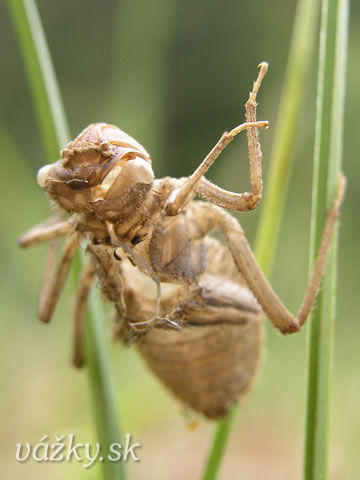 Somatochlora arctica