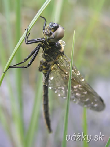 Somatochlora arctica