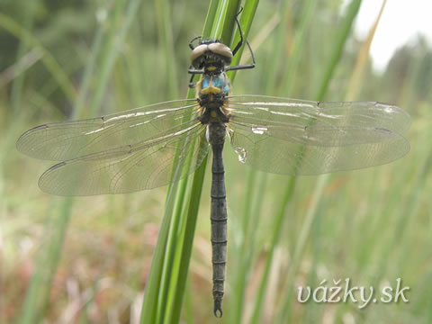 Somatochlora arctica