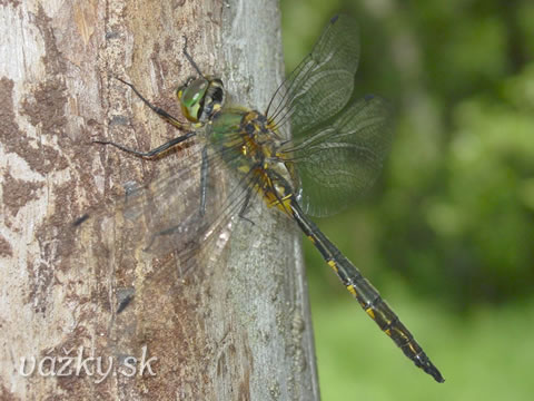 Somatochlora flavomaculata