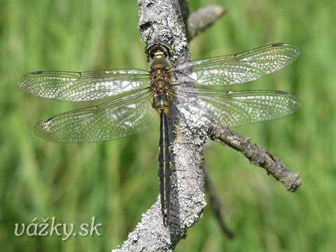 Somatochlora flavomaculata 