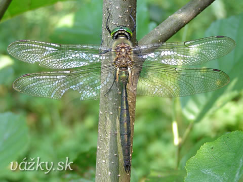 Somatochlora metallica