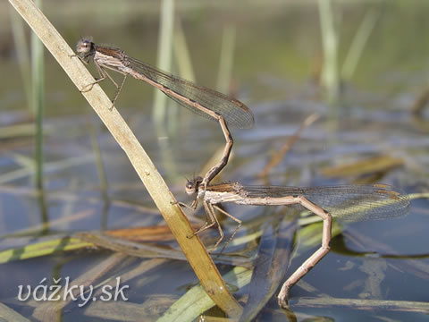 Sympecma fusca