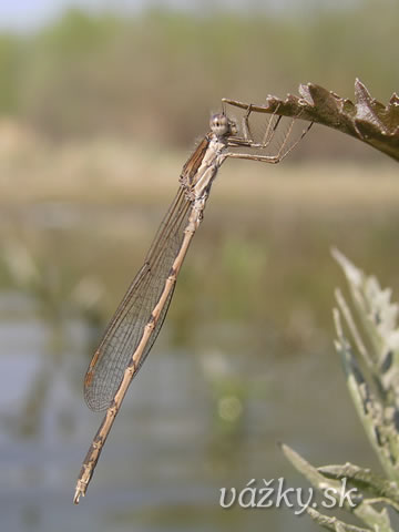 Sympecma fusca