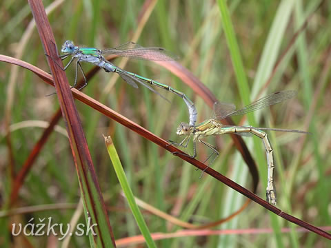 Lestes dryas